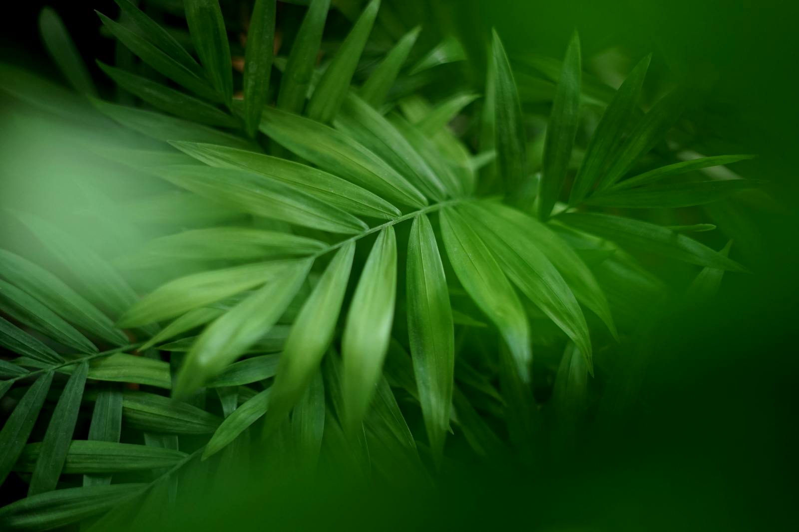 Close-up of green plant leaves representing the natural plant origin of bakuchiol skincare