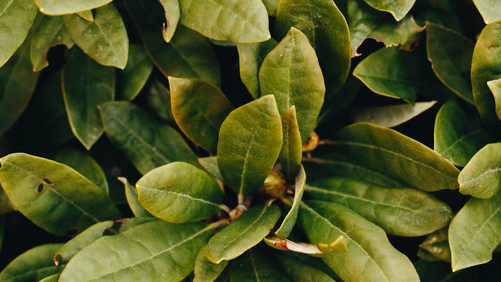 Centella Asiatica (Cica): K-Beauty's Repair Ingredient