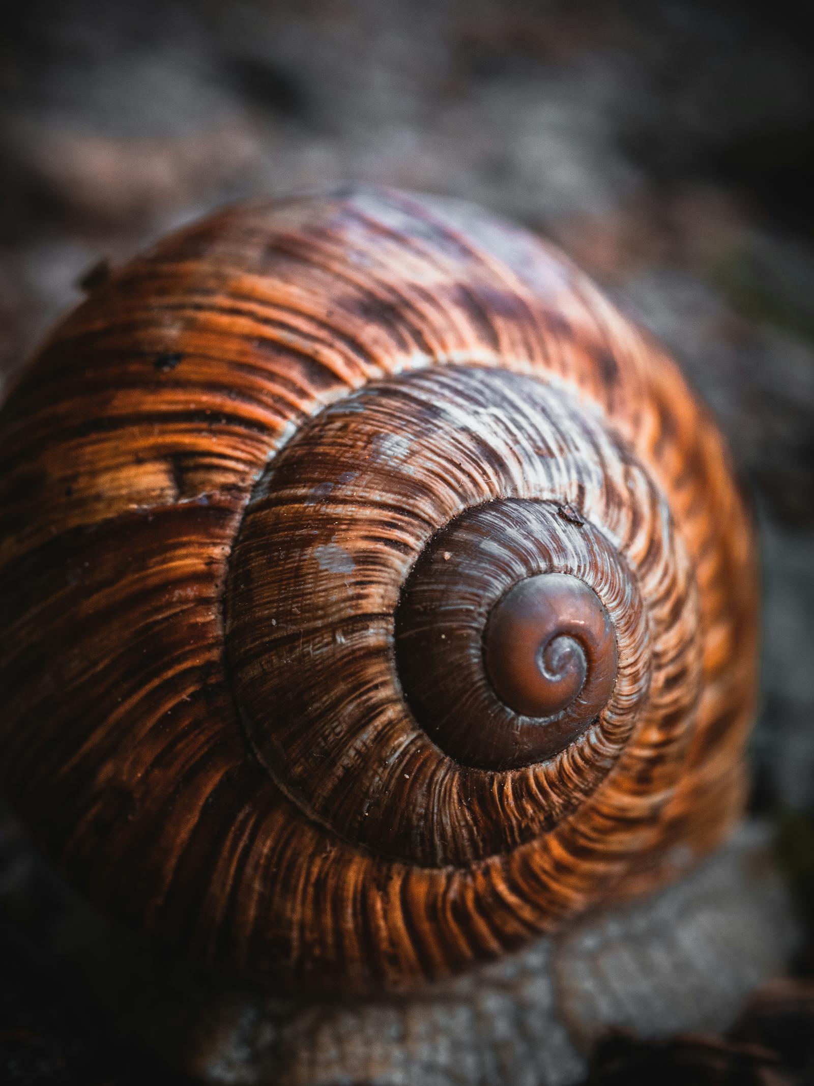 Close-up of a brown snail shell with its distinctive spiral pattern, the natural origin of cosmetic snail secretion filtrate